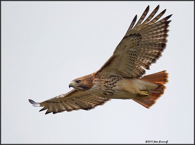 _1SB8346 red-tailed hawk.jpg